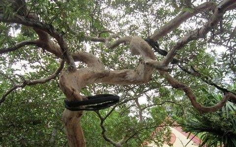 Bonsai, cây cảnh nghệ thuật, cay canh nghe thuat, cây thế, cay the, triển lãm cây cảnh nghệ thuật, trien lam cay canh nghe thuat